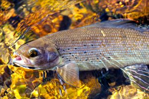 second-bay-north- grayling